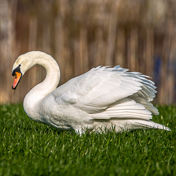 Schwan, Höckerschwan, white swan, mute swan, swan, Cygnus olor