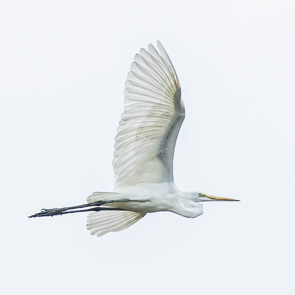 Seidenreiher fliegend, great egret flying