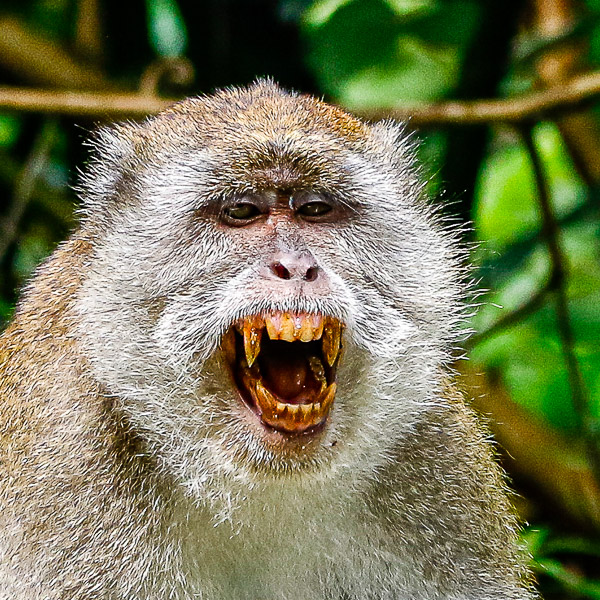 Makakke, Affe, monkey, maccaque, Fotografie Ralf D. Weinand